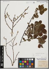 Foto von Salix aurita L.